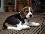 Cuccioli Beagle maschio e femmina