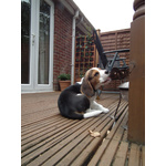 Cuccioli Beagle Maschio e Femmina - Foto n. 3