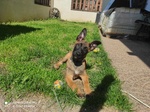 Cucciolo di Pastore Belga Malinois Pedigree