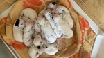 🐶 Dalmata femmina di 1 anno e 2 mesi in vendita a Catanzaro (CZ) da privato