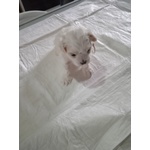 Cuccioli di Maltipoo - Foto n. 3