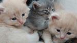 Cuccioli di Gatto Siberiano