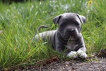 Amstaff Blue