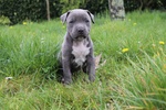 Amstaff Blue - Foto n. 2