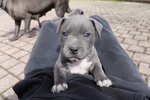 Amstaff Blue - Foto n. 3