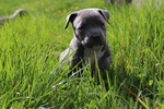 Amstaff Blue - Foto n. 4