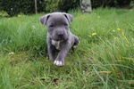 Amstaff Blue - Foto n. 7