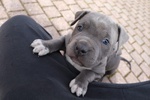 Amstaff Blue - Foto n. 8