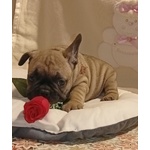 Cuccioli di Bouledogue Francese - Foto n. 1