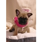 Cuccioli di Bouledogue Francese - Foto n. 3