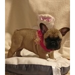 Cuccioli di Bouledogue Francese - Foto n. 4