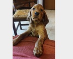 Cuccioli Maschi Setter Irlandese Rosso. - Foto n. 2