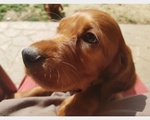 Cuccioli Maschi Setter Irlandese Rosso. - Foto n. 5