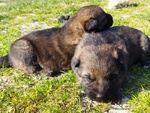 Cuccioli di Pastore Tedesco Grigio - Foto n. 2