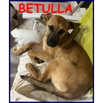 Betulla Cucciola 4 mesi Abbandonata in uno Spartitraffico - Foto n. 1