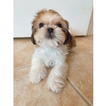 Vendita Cucciolo Simpatici Cuccioli di shih tzu Disponibili per Amare la Casa