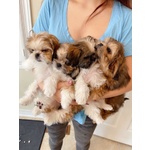 Vendita Cucciolo Simpatici Cuccioli di shih tzu Disponibili per Amare la Casa - Foto n. 2