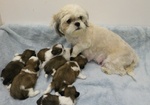 Vendita dolcissimi cuccioli di shih tzu in adozione