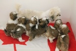 Vendita Dolcissimi Cuccioli di shih tzu in Adozione - Foto n. 2