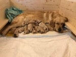 Cucciolata di Golden Retriever