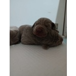 Cuccioli di Weimaraner a pelo Corto