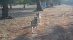 Cucciole di lupo Cecoslovacco - Foto n. 8