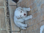 Lagotto Romagnolo - Foto n. 2