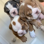 Stupendi Cuccioli di bulldog inglese Con pedig