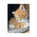 Cuccioli Maine coon Disponibili - Foto n. 2