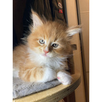 Cuccioli Maine coon Disponibili