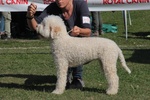 🐶 Lagotto Romagnolo di 1 anno e 11 mesi in vendita a Finale Ligure (SV) da privato