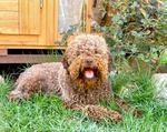 Lagotto Romagnolo con Pedigree Roi - Foto n. 2