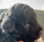 Lagotto Romagnolo con Pedigree Roi - Foto n. 4