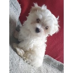 Maltese, Taglia Piccola - Foto n. 1