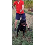 Cuccioli di Rottweiler Selezionati con Pedigree - Foto n. 2