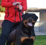 Cuccioli di Rottweiler Selezionati con Pedigree - Foto n. 3