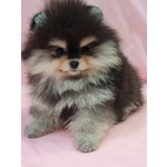 Volpino Pomerania nano Spitz