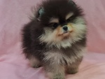 Volpino Pomerania nano Spitz - Foto n. 2