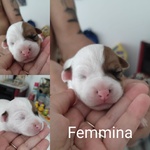 Cuccioli di jack Russell