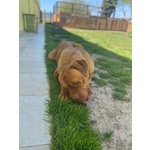 🐶 Dogue De Bordeaux femmina di 5 anni e 1 mese in adozione a Terni (TR) da privato