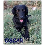 Oscar Cucciolone 1 anno e Mezzo Cerca Famiglia per Sempre - Foto n. 1