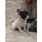 Bouledogue Francese Cuccioli Disponibili