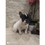 Bouledogue Francese Cuccioli Disponibili - Foto n. 2