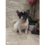 Bouledogue Francese Cuccioli Disponibili - Foto n. 3