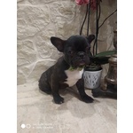 Bouledogue Francese Cuccioli Disponibili - Foto n. 4