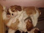 Cucciolo Cavalier king Charles