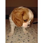 Cucciolo Cavalier king Charles - Foto n. 2