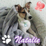 Natalie. Incrocio Terrier - Taglia Medio Piccola - un anno Circa- Cerca Adozione