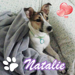 Natalie. Incrocio Terrier - Taglia Medio Piccola - un anno Circa- Cerca Adozione - Foto n. 1