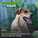 POLDO mix Rhodesian